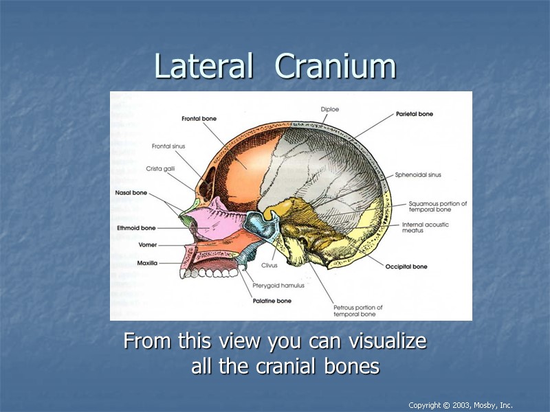 Lateral  Cranium  From this view you can visualize  all the cranial